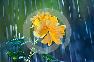 Beautiful yellow flower on a background of rain drops