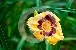 Beautiful yellow flower with a blurred background.