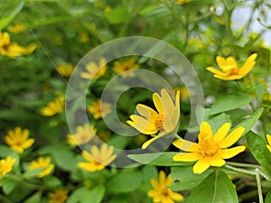 Beautiful yellow flower with blurring greeny background