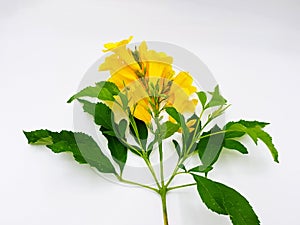 Beautiful Yellow flower bouquet Yellow elder, Trumpetbush, Trumpetflower with green leaves isolated on white background