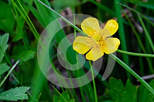 Beautiful yellow flower of Buttercup grows in field