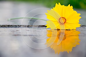 Beautiful yellow flower called Cosmos sulphureus.