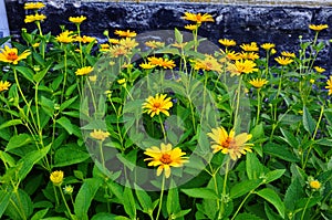 Beautiful yellow flower Coreopsis grandiflora Largeflower tickseed