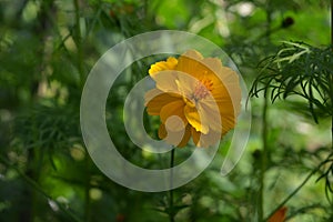 Beautiful yellow flower of Cosmos sulphureus on blurred green background