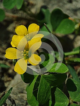 Beautiful yellow flower of creeping woodsorrel or Oxalis corniculata