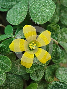 Beautiful yellow flower of creeping woodsorrel or Oxalis corniculata