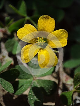 Beautiful yellow flower of creeping woodsorrel or Oxalis corniculata