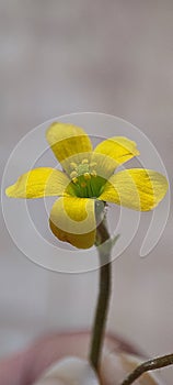 Beautiful yellow flower of creeping woodsorrel or Oxalis corniculata