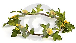 Beautiful yellow Flower Crown isolated