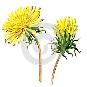 Beautiful yellow flower dandelion isolated, watercolor illustration