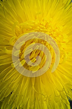 Beautiful yellow flower dandelion in macro style