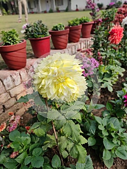 Beautiful Yellow flower with distinctive edges in garden