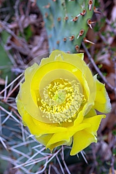 Coastal Prickly Pear, Cactus, Yellow flower