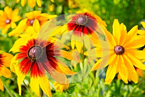 Beautiful yellow flower Echinacea paradoxa growing in the gard