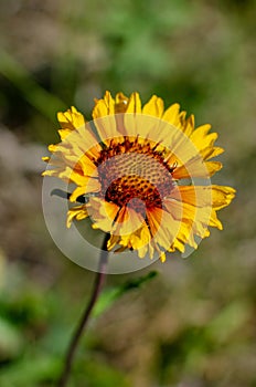 Beautiful yellow flower in full bloom