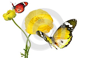 Beautiful yellow flower of a Garden Buttercup and colorful butterflies.