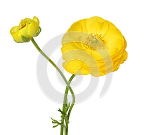 Beautiful yellow flower. Garden Buttercup isolated on a white background