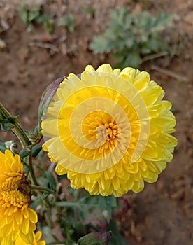 Beautiful yellow flower garden image photo