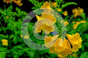 Beautiful yellow flower in the garden