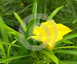 Beautiful Yellow Flower in the Garden (Jalandhar) photo