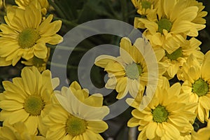 Beautiful Yellow flower gerbera plant in the garden.