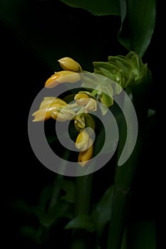 Beautiful yellow flower ,Globba spp. Blooming in rainy