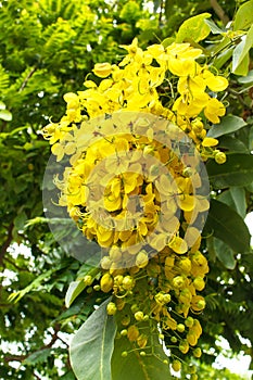 Beautiful yellow flower Golden shower (Cassia fistula).