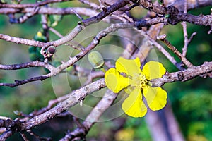 Beautiful yellow flower of great elephant apple tree, or Dillenia obovata (Blume) Hoogland.