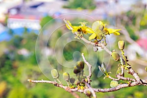 Beautiful yellow flower of great elephant apple tree, or Dillenia obovata (Blume) Hoogland.