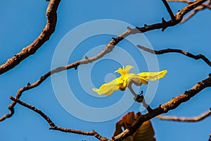 Beautiful yellow flower of great elephant apple tree, or Dillenia obovata (Blume) Hoogland.