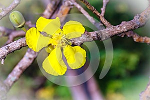 Beautiful yellow flower of great elephant apple tree, or Dillenia obovata (Blume) Hoogland.