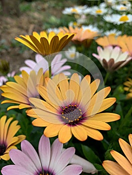 Beautiful yellow flower with a green background - African Daisy - Osteospermum Soprano