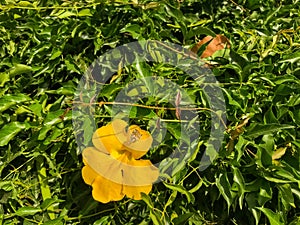 A beautiful yellow flower on a green field - detail