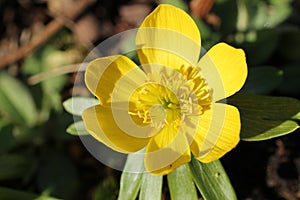Aconites Plant.