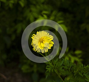 Beautiful of yellow flower head in public park at Chiang Mai,Thailand.