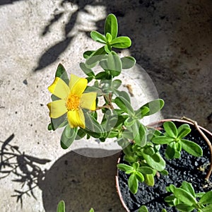 Beautiful yellow  flower Hypericum tomentosum photo