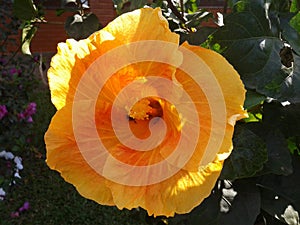 Beautiful yellow flower image photo