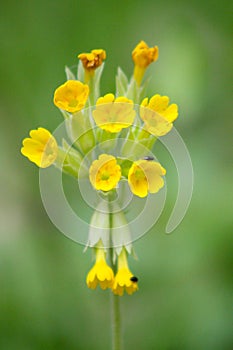 Beautiful yellow flower with insect on the top in spring wild nature, Slovakia