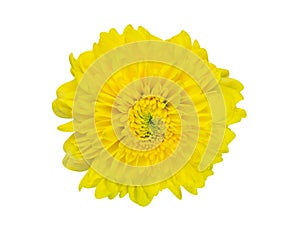 Beautiful, yellow flower isolated on white