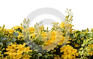 Beautiful yellow flower ivy tree   on white background,Catâ€™ Claw Creeper or BIGNONIACEAE