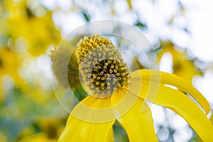 Beautiful yellow flower of Jerusalem artichoke, root - source of inulin
