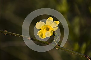 Beautiful yellow flower looking at the sun