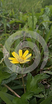 Beautiful yellow flower in meadow grass photo