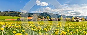 Beautiful yellow flower meadow and houses of a village.