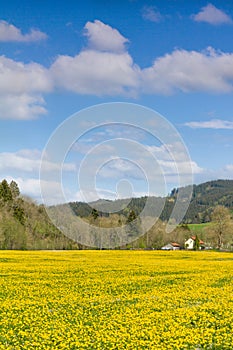 Beautiful yellow flower meadow and a ranch house in distance.