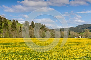 Beautiful yellow flower meadow and a ranch house in distance.