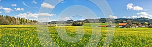 Beautiful yellow flower meadow with some houses and barns.