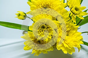 Beautiful yellow flower named Chrysanthemum in spring season