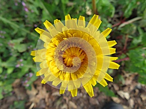 Beautiful yellow flower natural dandelion smell color photo