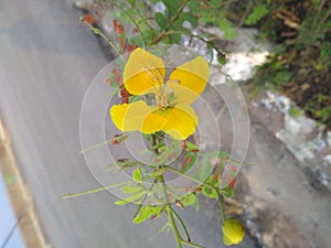 Beautiful yellow Flower